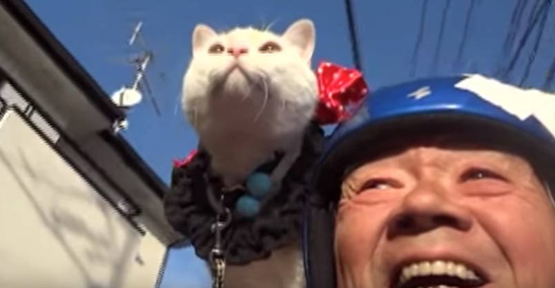 This is Delightful! Cat Loves to Hang Out With Old Man and Go