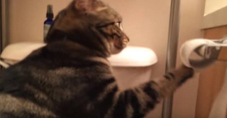 I’ve Never Seen a Cat do this Before!