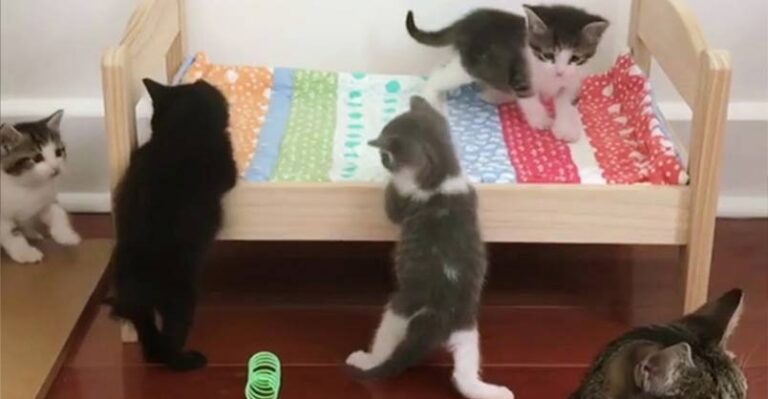 Adorable Kittens Love Their New Bed – We Love Cats and Kittens