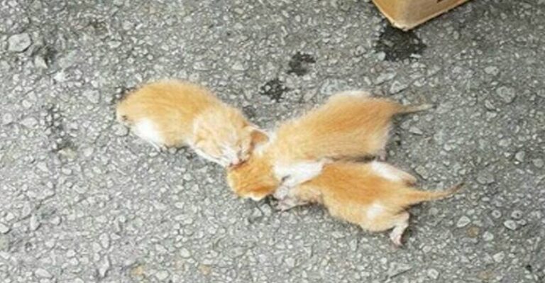 A Note Left on a Car Saved the Lives of Three Kittens – We Love Cats