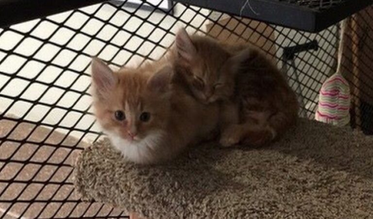 Office Has Cat Library! Employees Can ‘Check Out’ Cats To Take To