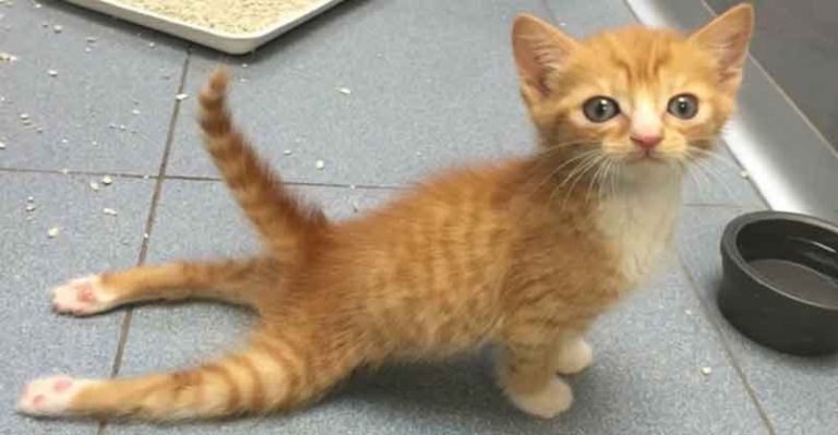 Paralysed Kitty Runs Again! - We Love Cats and Kittens