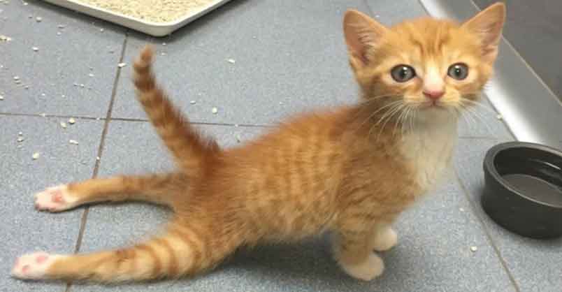 Paralysed Kitty Runs Again! – We Love Cats and Kittens