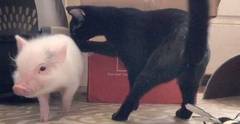 Rescue Piglet is Being Raised by Cats – We Love Cats and Kittens
