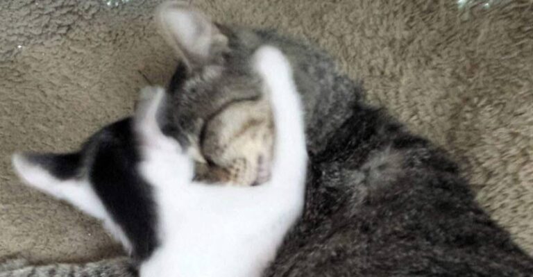 Cat Goes Outside to Play and Comes Home With a Kitten – We Love Cats