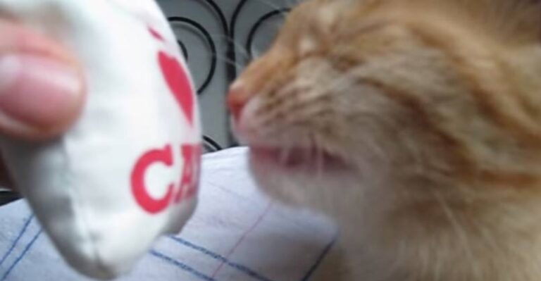 This Kitty’s Reaction to Catnip is Hilarious!