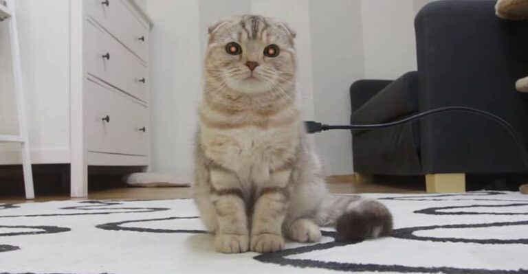 Always Remember to Recharge Your Cat – We Love Cats and Kittens