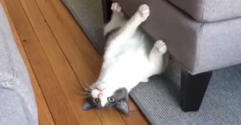 Cat Rejected By 5 Previous Owners Finally Finds a Human That Loves