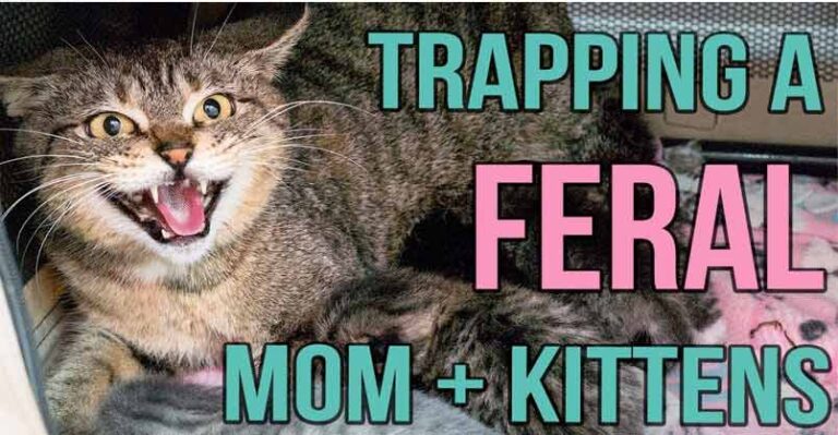 Reuniting a Feral Cat and Her Kittens! – We Love Cats and Kittens