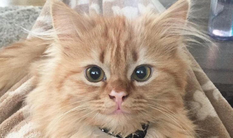 Cute Kitten Can’t Stop Smiling After Being Rescued From a Shelter –