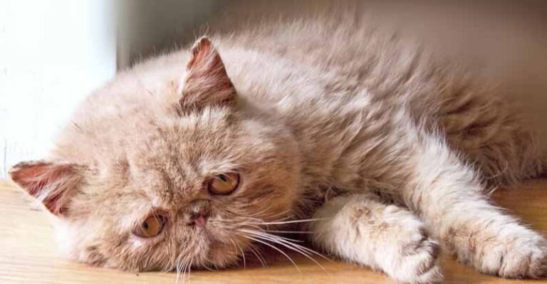 Sad Cat Diary – We Love Cats and Kittens
