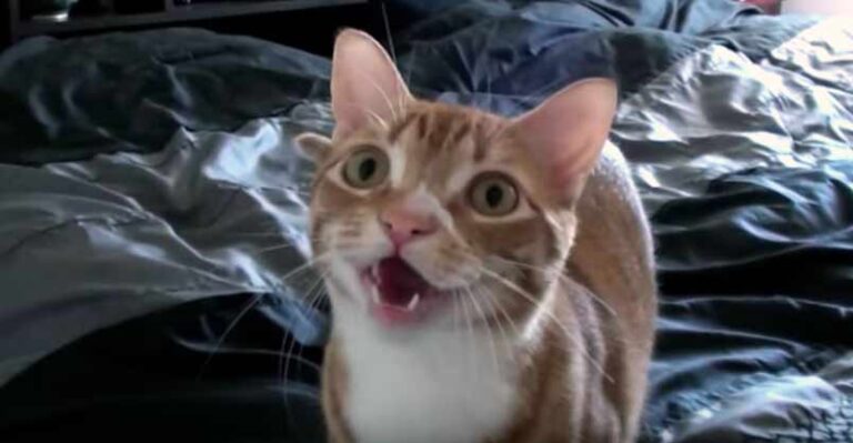 If Cats Said “Mom” Instead of “Meow” – We Love Cats and Kittens