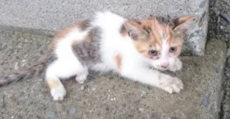 Man Saved Kitten He Saw Fall From a Bridge – We Love Cats and Kittens
