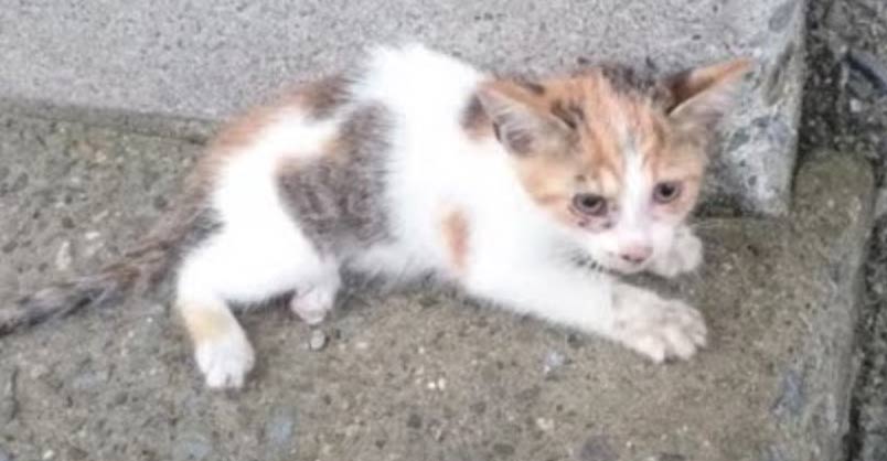 Man Saved Kitten He Saw Fall From a Bridge – We Love Cats and Kittens