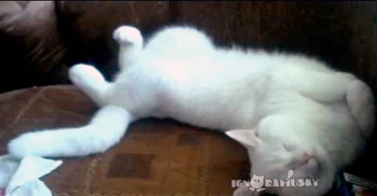 When It’s Time for a Nap These Kitties Will Sleep Anywhere! In Any