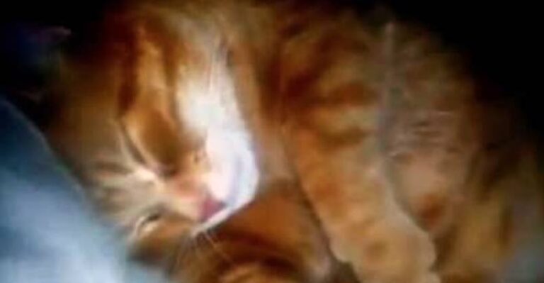 Lovely Orange Kitty is a Big Snorer