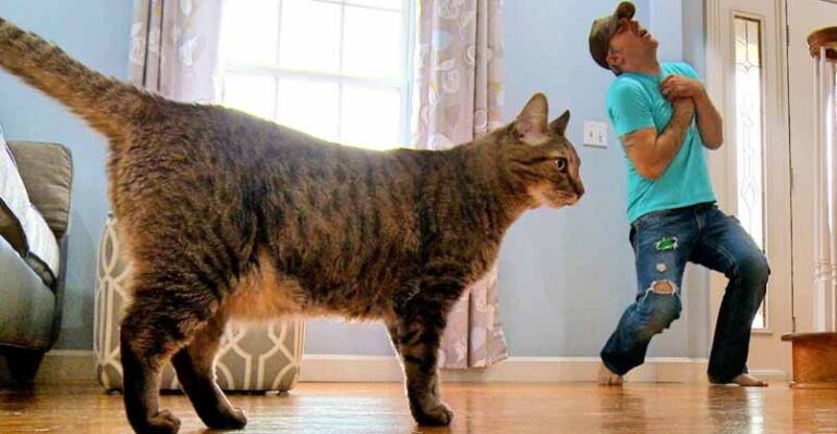 Man Fakes His Death To See How His Kitty Would React – We Love Cats