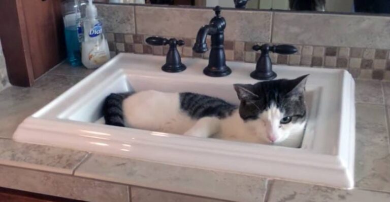 Clever Cat Knows Exactly What to Do When He is Thirsty – We Love Cats