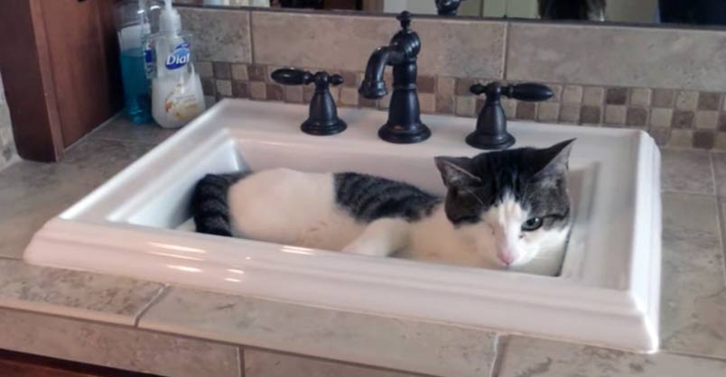 Clever Cat Knows Exactly What to Do When He is Thirsty – We Love Cats