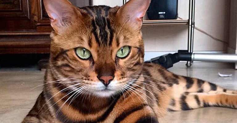 Meet Thor, the Most Beautiful Bengal Cat – We Love Cats and Kittens