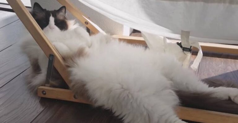 The Funny Positions of Timo the Ragdoll Cat – We Love Cats and Kittens