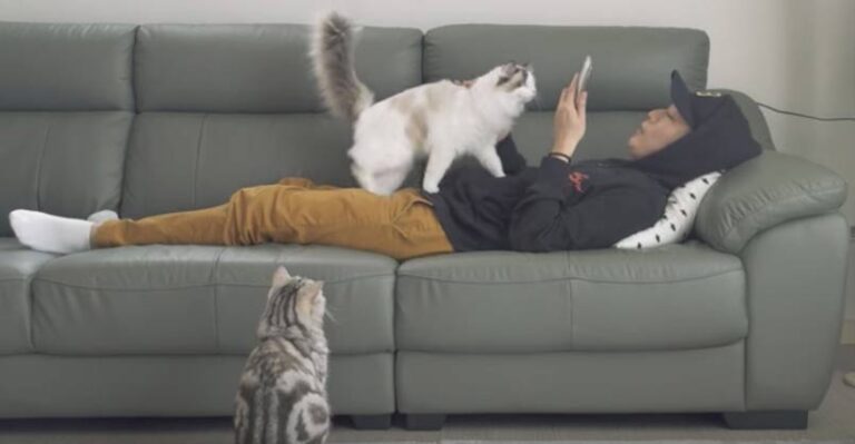 When You Try to Relax and the Cats Are Around! – We Love Cats and