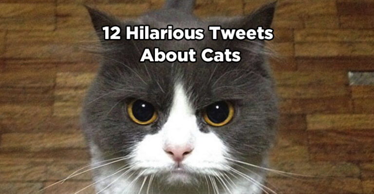 12 Hilarious Tweets About Cats – We Love Cats and Kittens