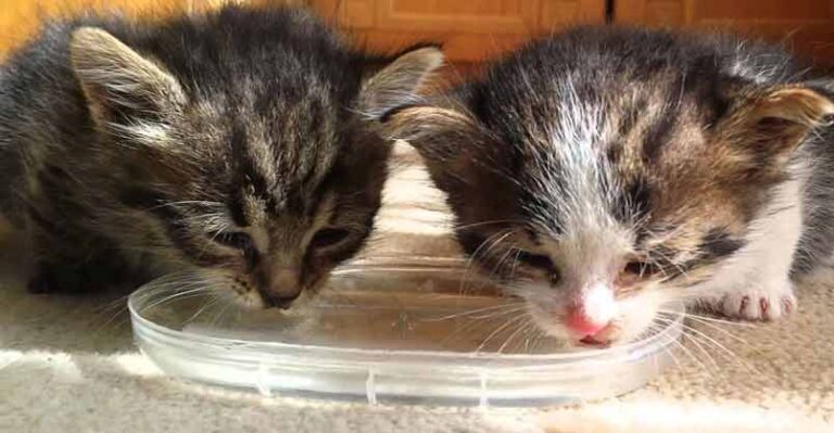Too Cute! Teeny Weeny Kittens Drink Water for the First Time