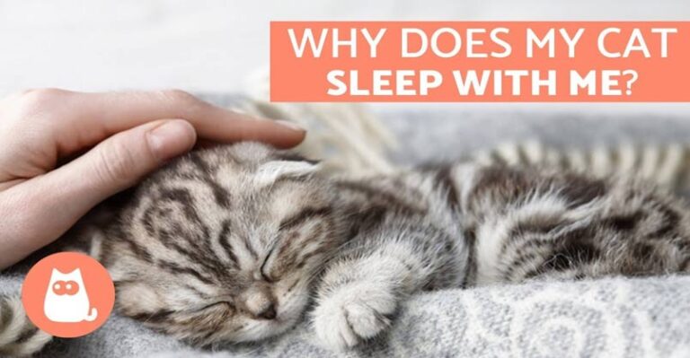 Why Does My Cat Sleep With Me? – 5 Reasons You’ll Love to Know – We