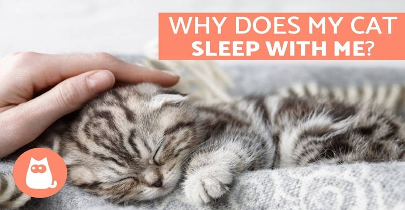 Why Does My Cat Sleep With Me? – 5 Reasons You’ll Love to Know – We