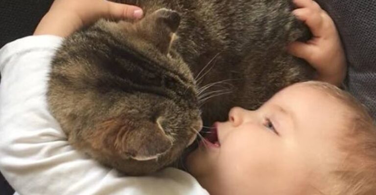 Little Girl Speaks Words of Comfort to Her Sick Cat – We Love Cats