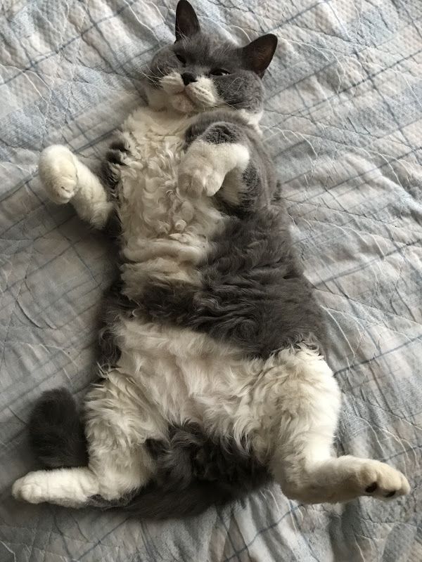 猫部トーク │ フェリシモ