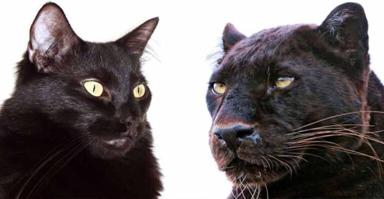 10 Ways Domestic Cats and Big Cats Are Similar