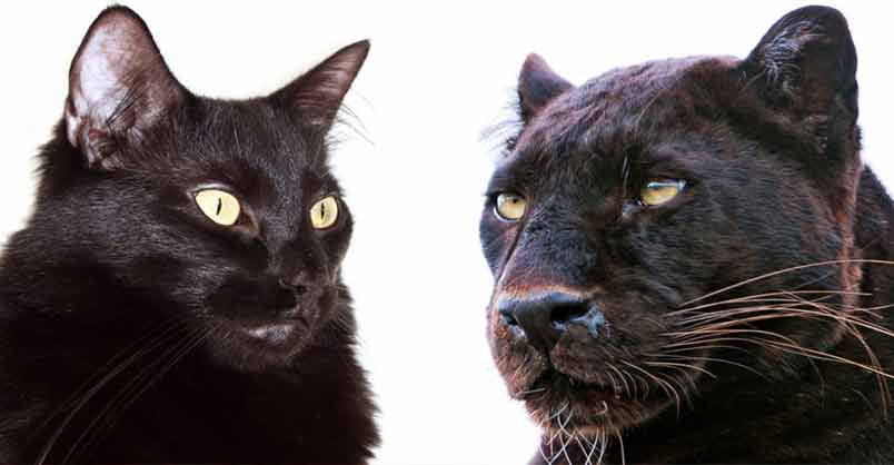10 Ways Domestic Cats and Big Cats Are Similar