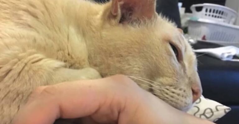 13 Year-Old Rescue Won’t Sleep Unless Holding Paws With New Mama – We