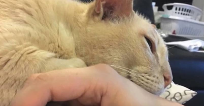 13 Year-Old Rescue Won’t Sleep Unless Holding Paws With New Mama – We