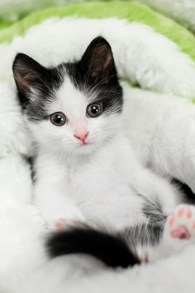 15 Purrsome Cat Breeds That Behave Like Dogs – The CATDOGS