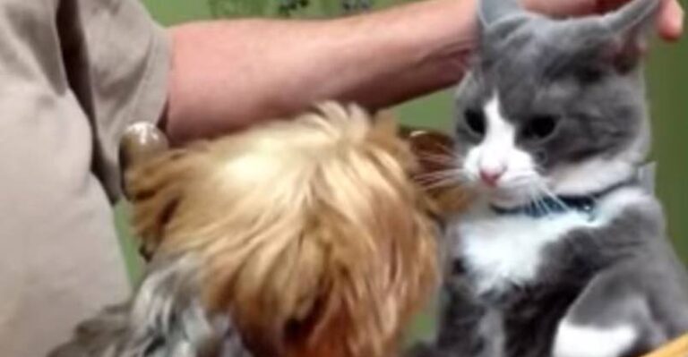 15 Cats Who Aren’t Afraid Of Dogs