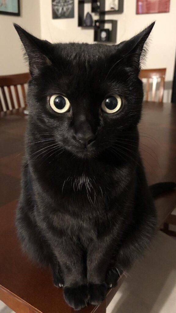 😻 Black Cats