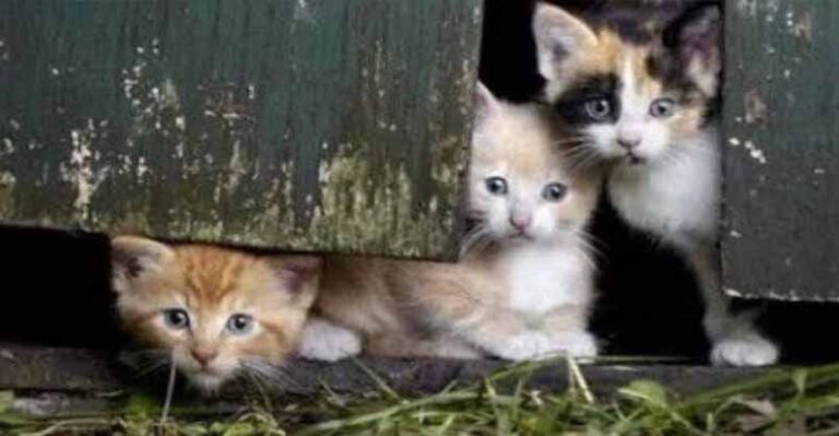 Barn Kittens – 23rd November 2018 – We Love Cats and Kittens