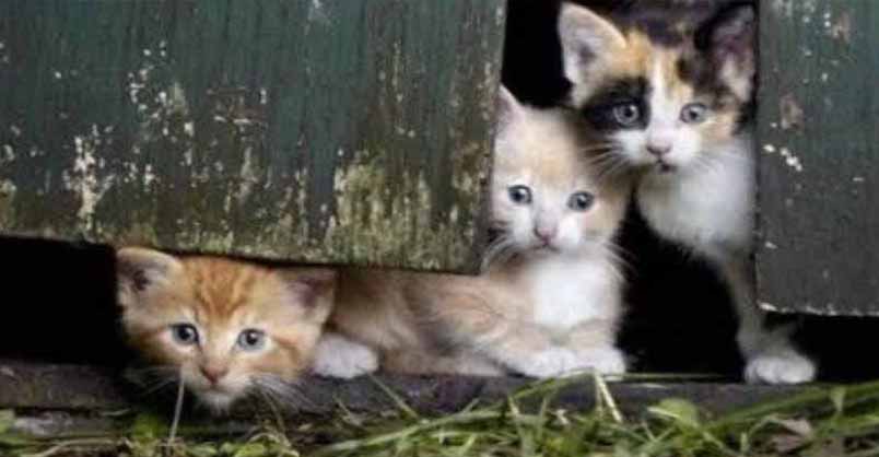 Barn Kittens – 23rd November 2018 – We Love Cats and Kittens