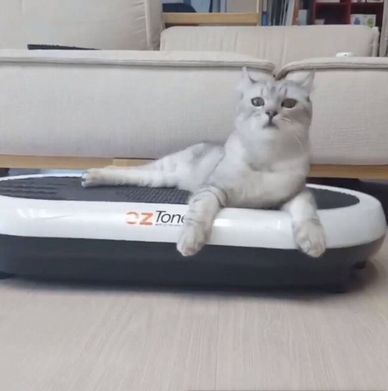 Toning Cat
