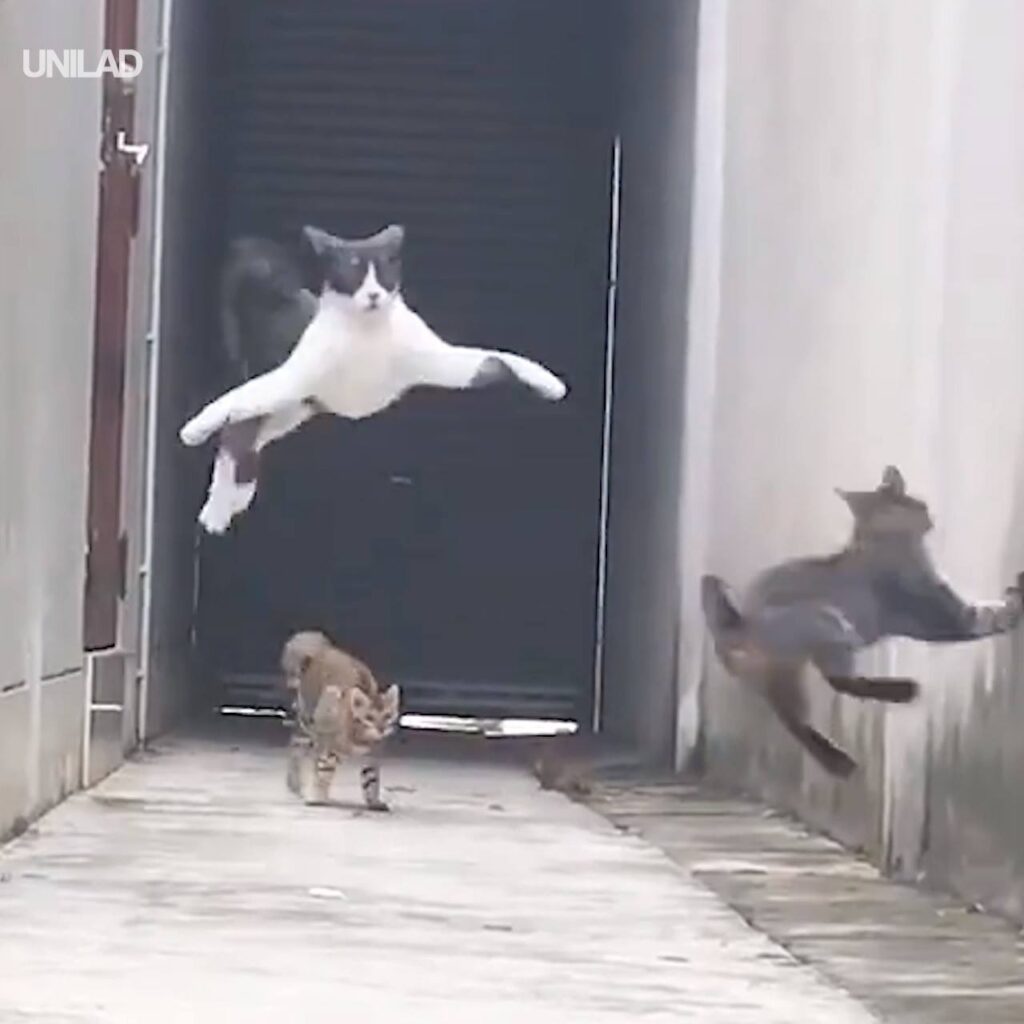 Street Cats Display Unreal Parkour Skills