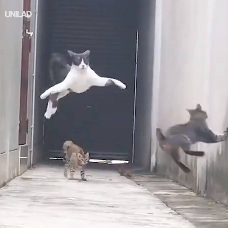 Street Cats Display Unreal Parkour Skills