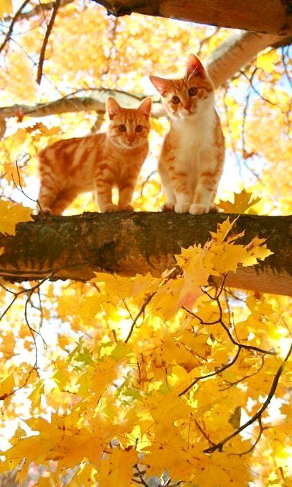 Golden autumn… oh my goodness