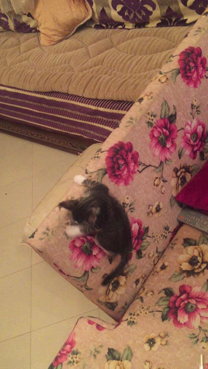 My new happy kitty