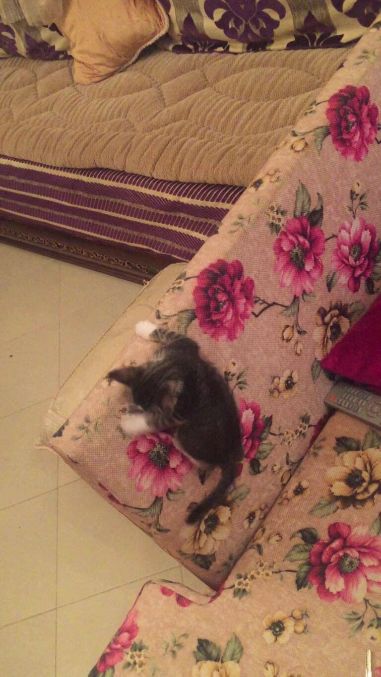 My new happy kitty