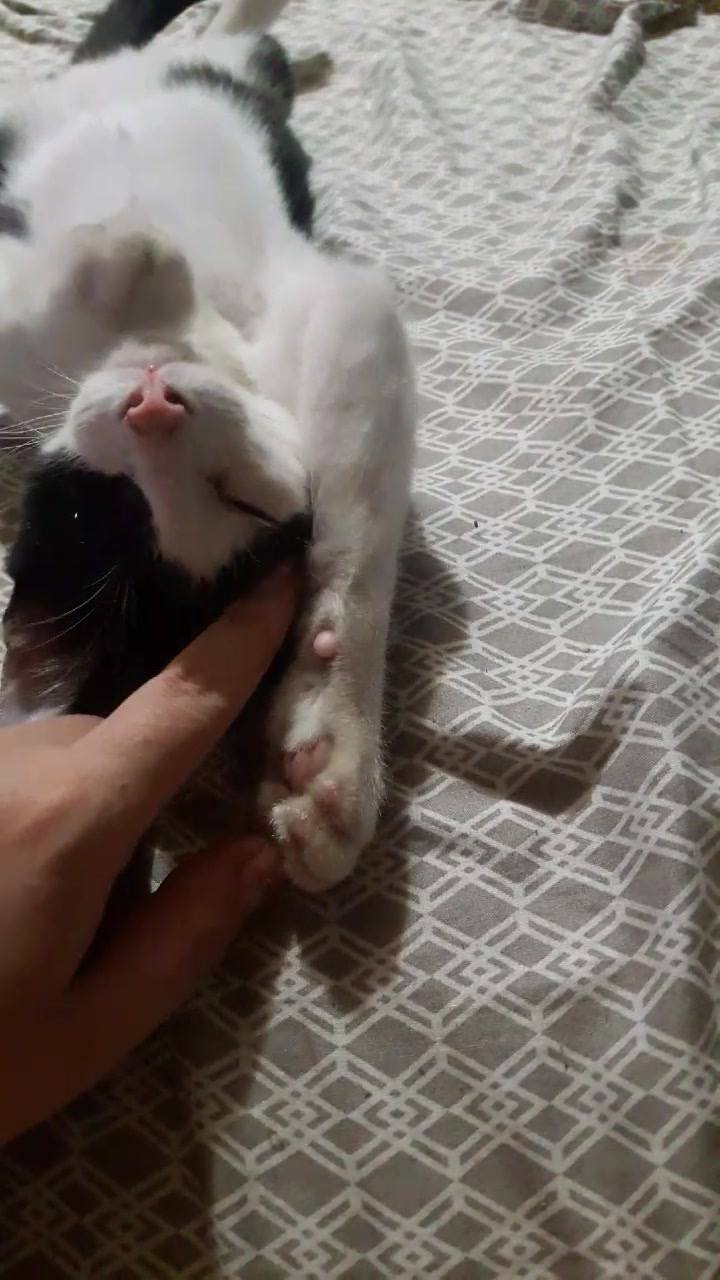 Gizmo