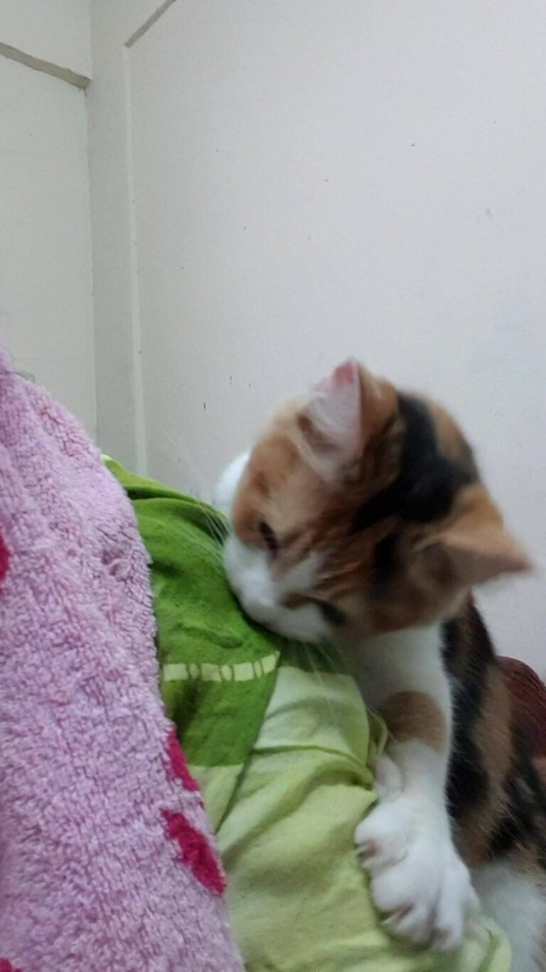 Morning my cat.. Ermmmm