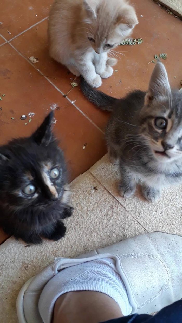 My three tittle kittens